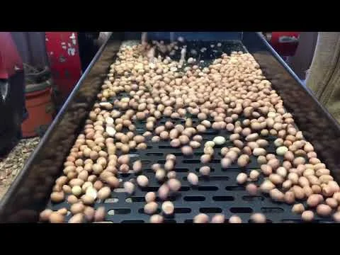 2019 Breeder Seed Shelling (Copy)