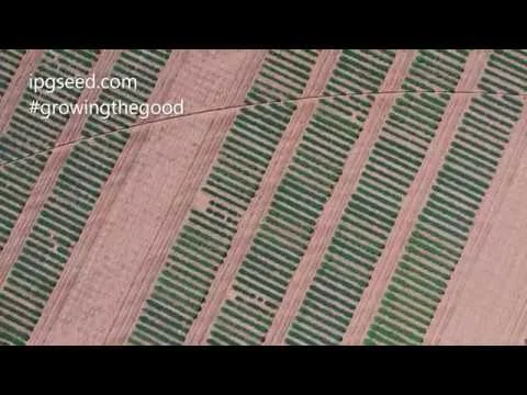 ipg testplots July 31st 2019 (Copy)