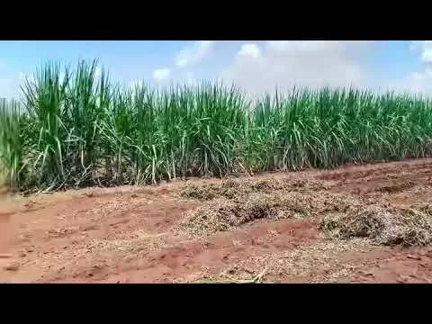 Brazil, Paraguay, Argentina Feb 2020 (Copy)