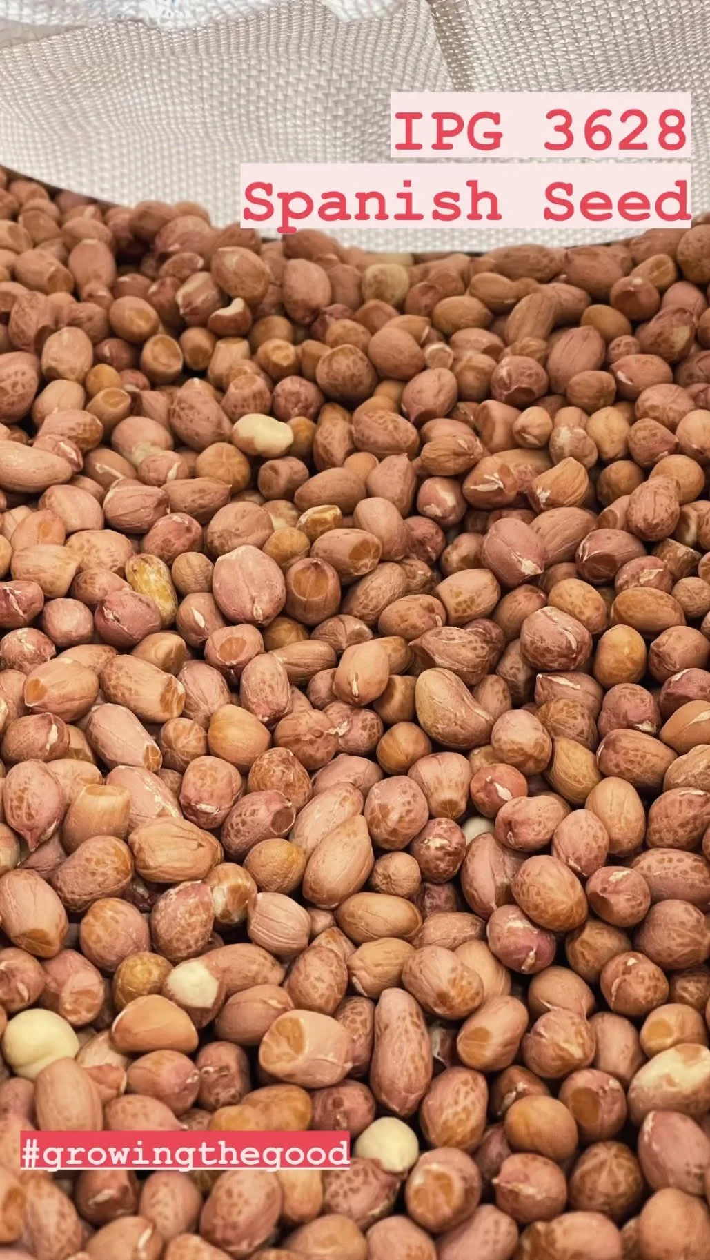 3-7-22 IPG 3628 (Copy)