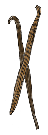 VanillaBean_1.png
