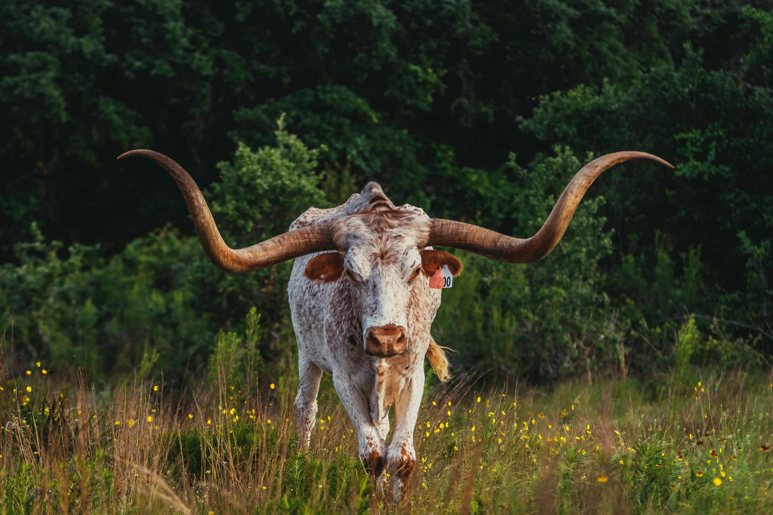 Longhorn 200 orange.jpg