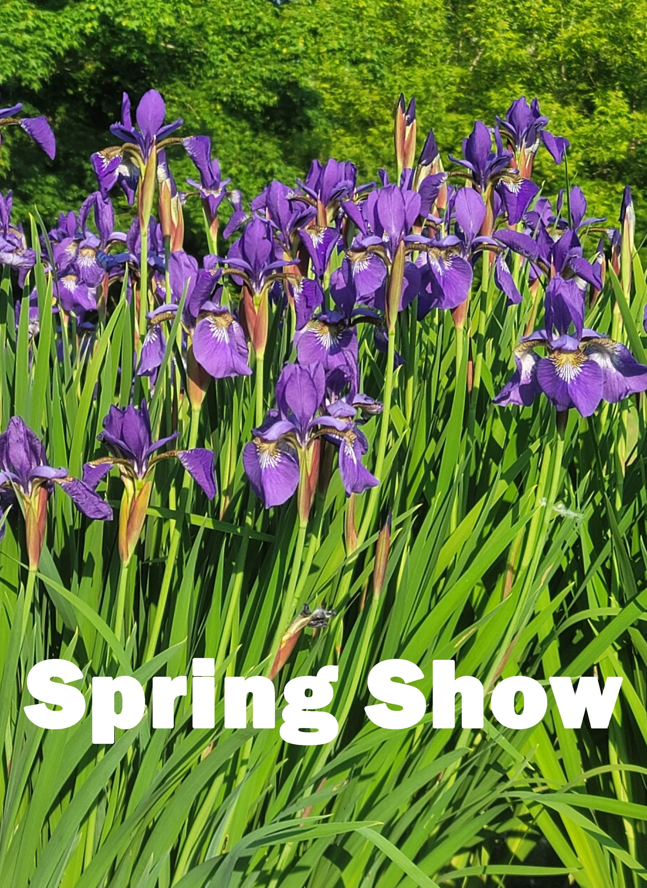 Spring Show Generic Image.jpg