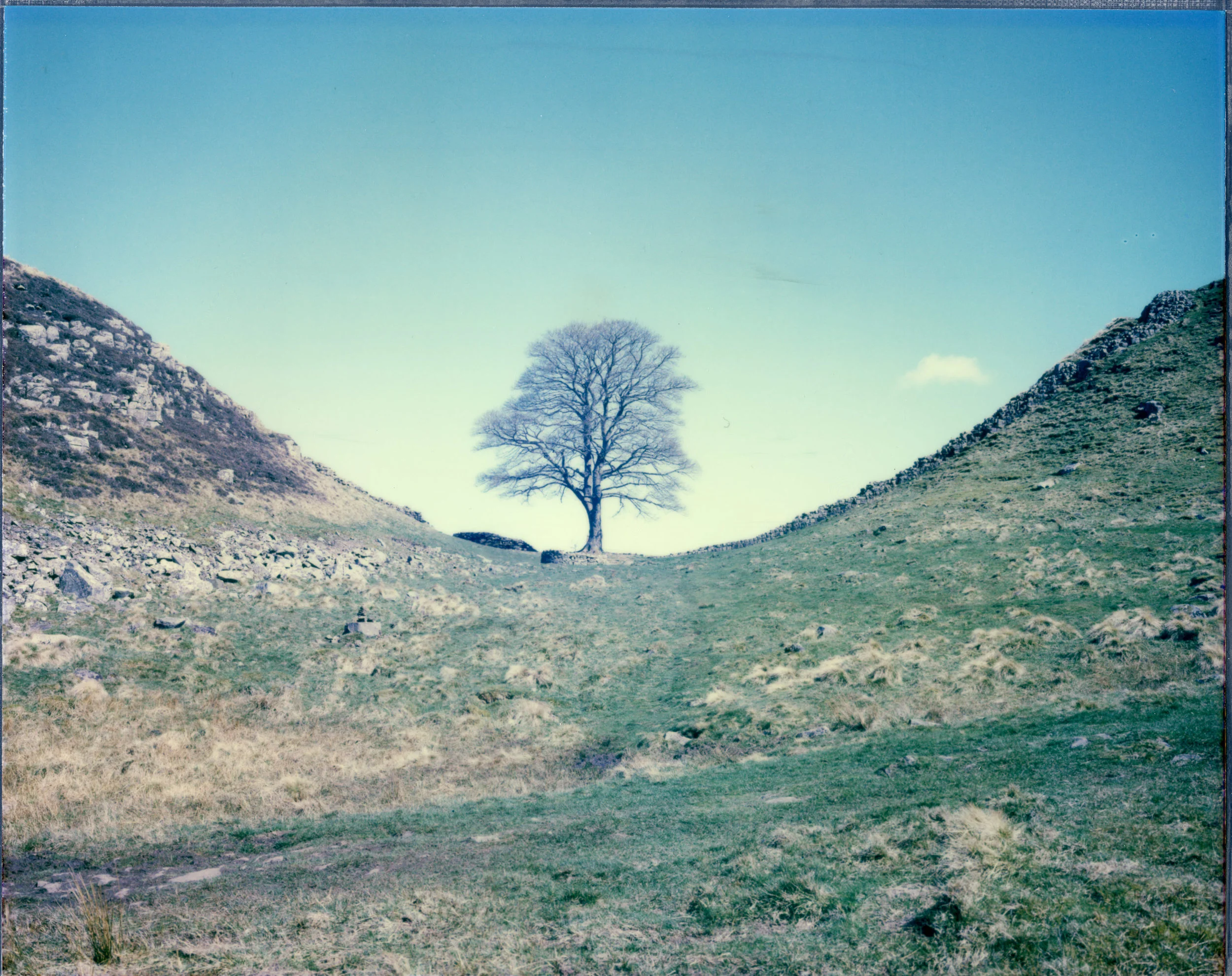 SYCAMORECOLOUR.jpg