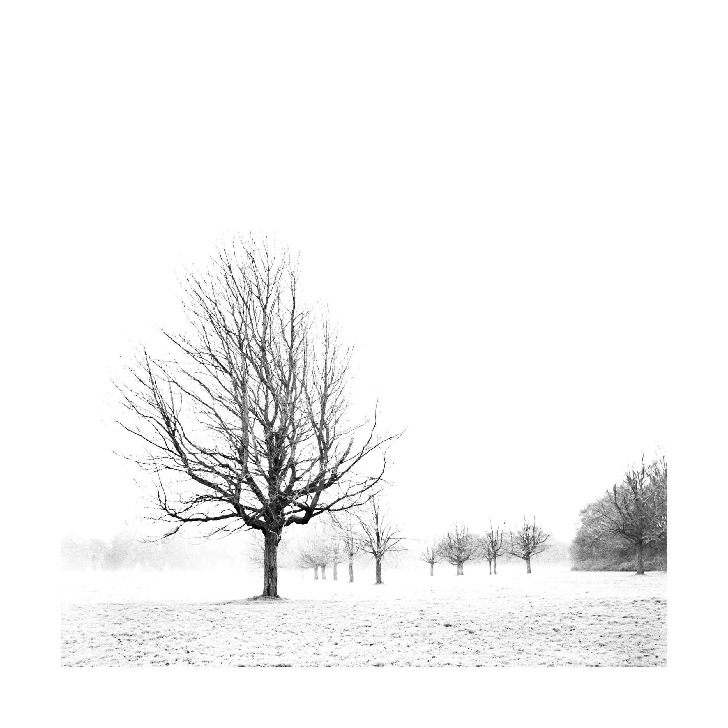Wythenshawe Park 1
