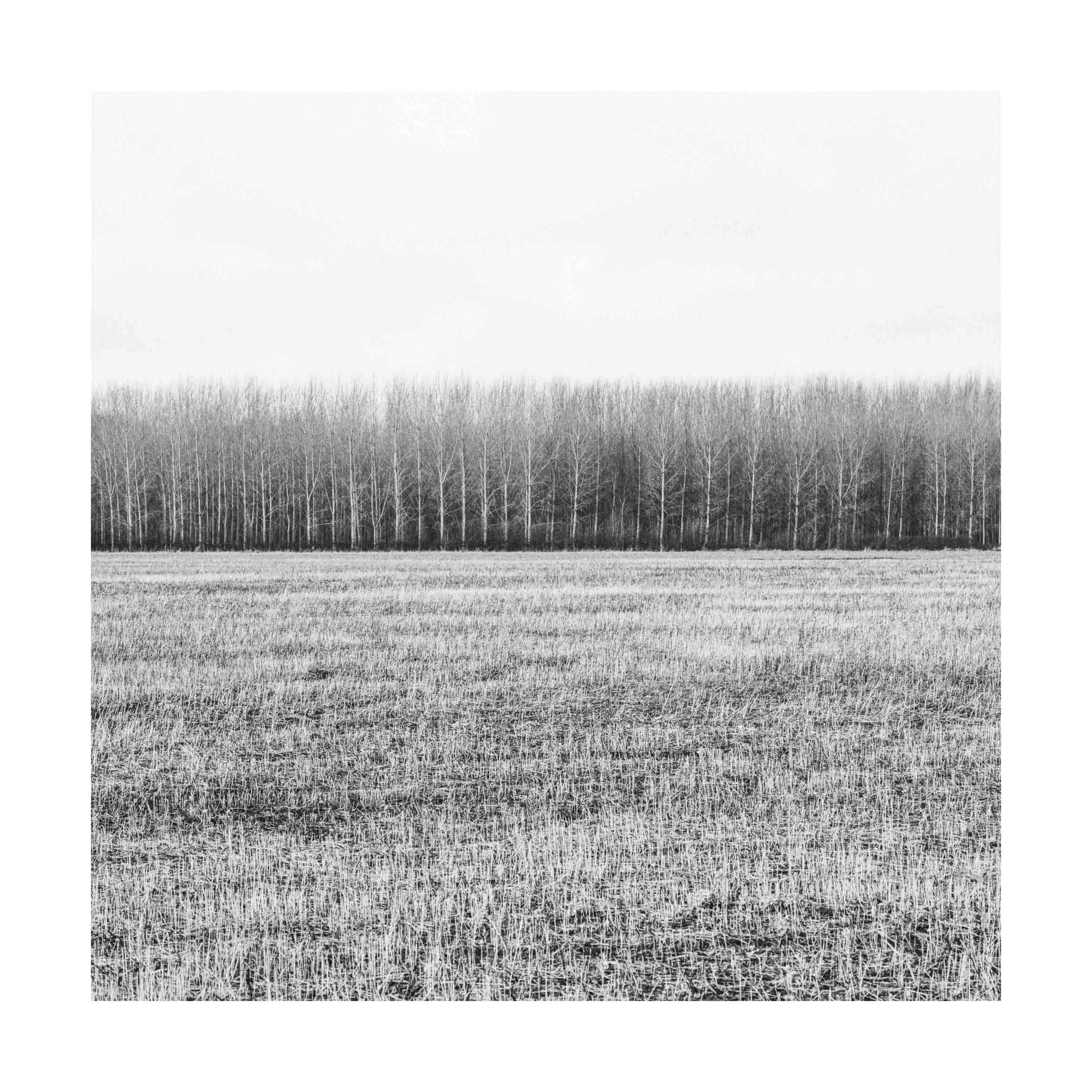 Lymm Trees