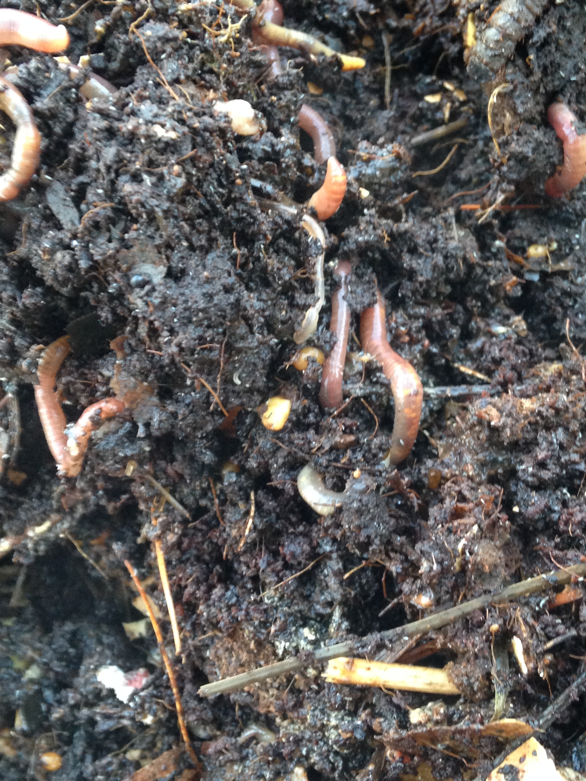 red wrigglers, castings, and some cocoons