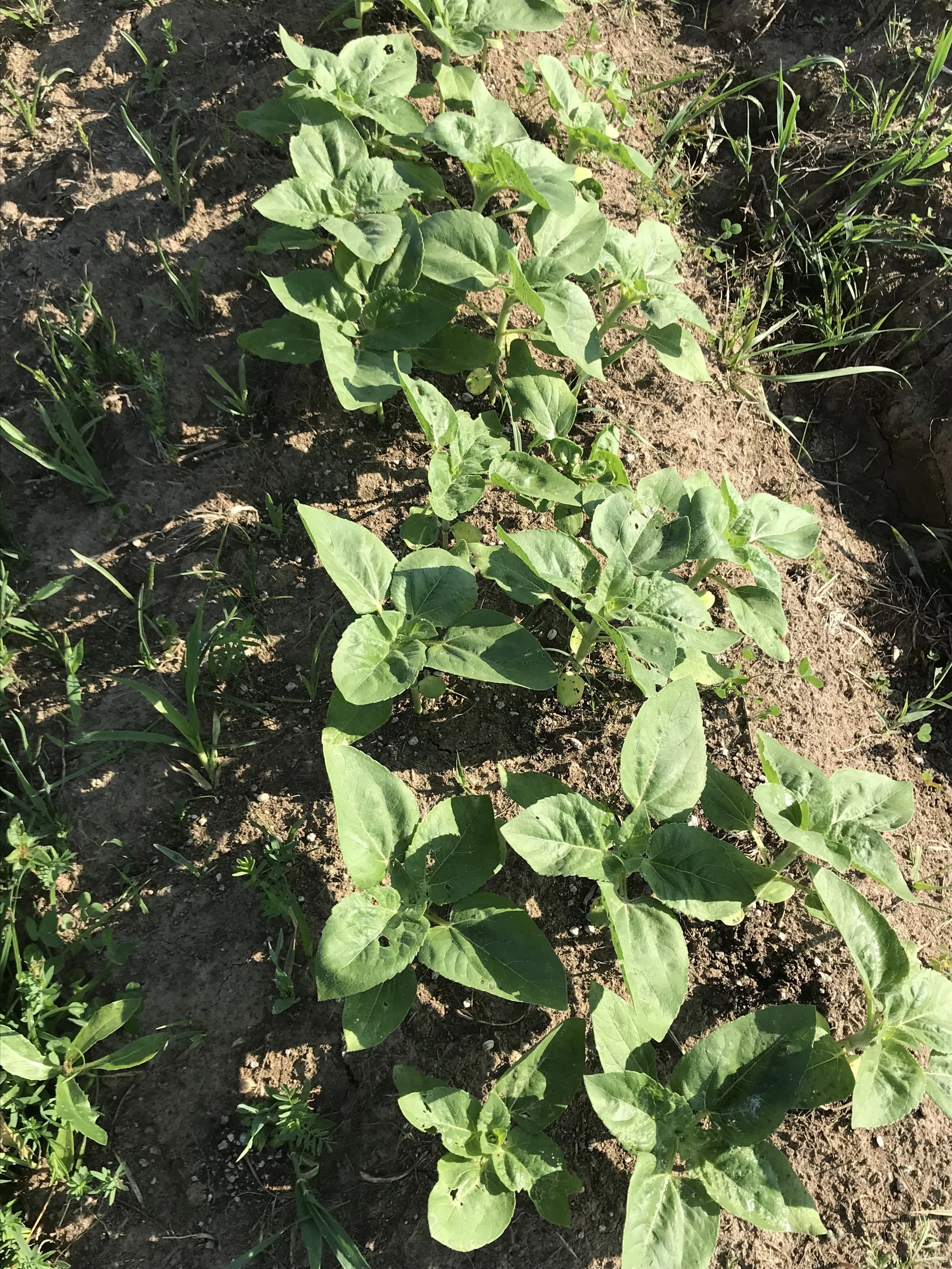This is a small section of sunflowers we are trialing with Takii Seeds. These are Sun Gold. They germinated very well and grew quickly, but they are attractive to insects (see the holes on the leaves) so I’m curious how they will do later in the season.
