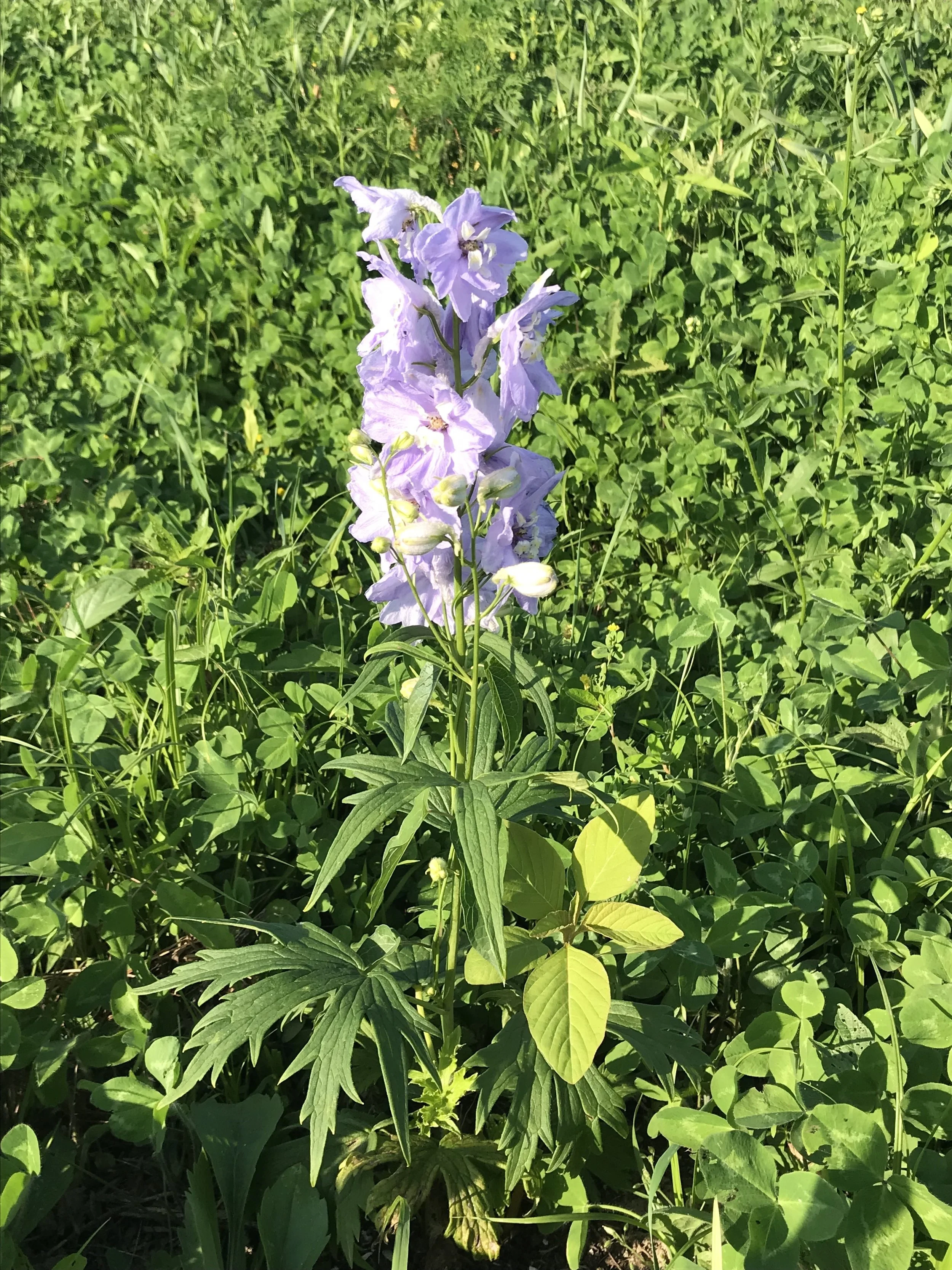 An amazing delphinium flower from a very small plant! We fertilized with worm casting twice and it responded impressively.