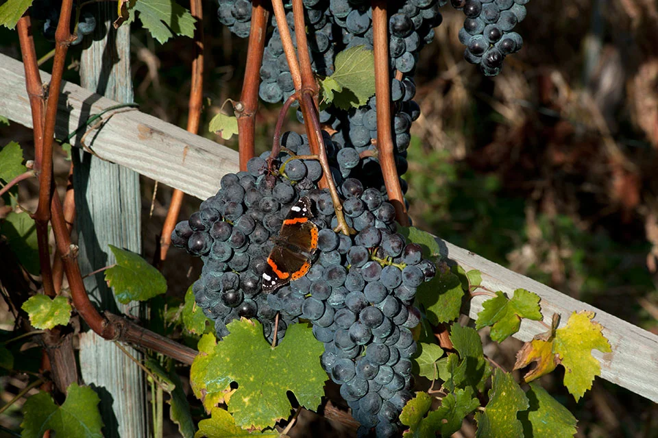 Grapes.jpg