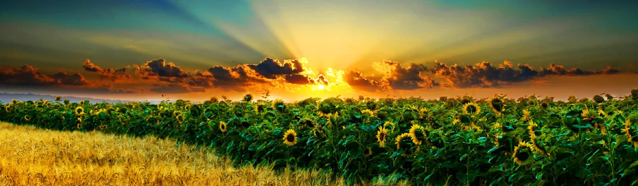 amazing-sunset-and-sunflowers-field-website-header.jpg