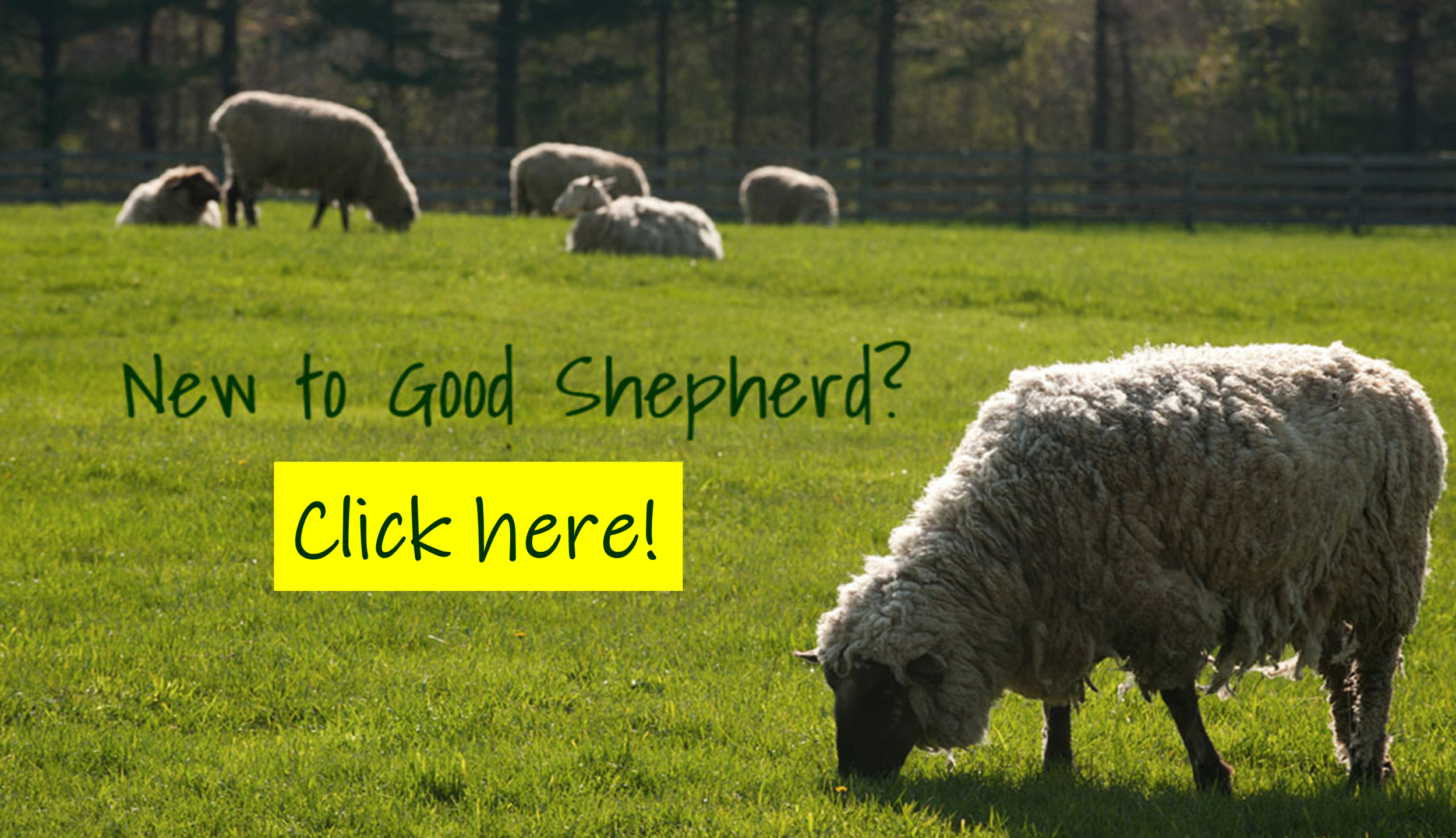 New+to+Good+Shepherd.png