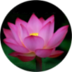 LOTUS FLOWER