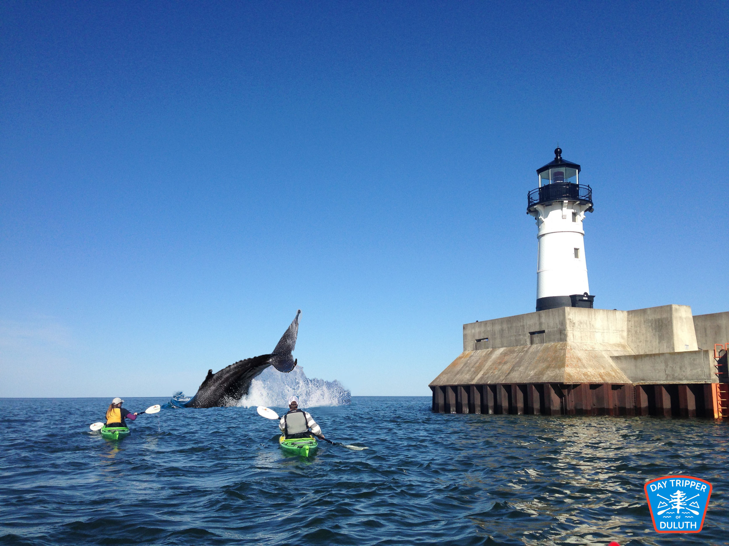 whale watching tours delaware