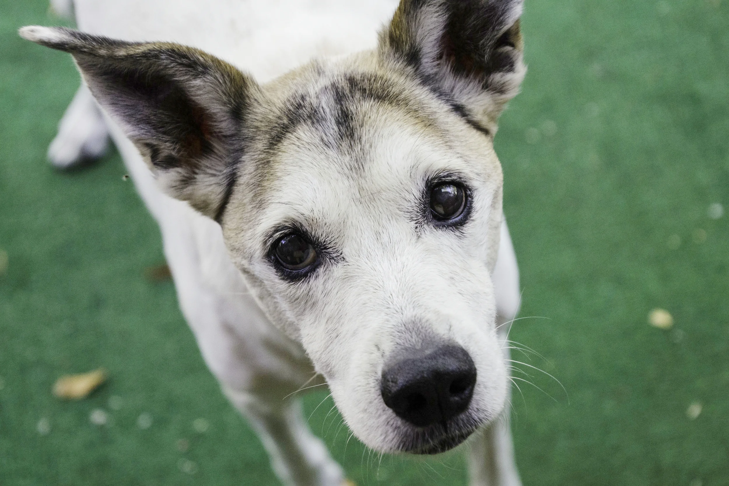 Gypsy In Memoriam: 9.11.2002 - 12.29.2018 With us from the beginning, and named for her gazelle-like sleek physique and nomadic background, Gypsy was found in a drainage pipe sixty feet beneath the island of Puerto Rico in 2002. Surrounded by her deceased siblings and mother, her cries were answered by gold-hearted rescuers from the Save a Sato Foundation, who brought her to the U.S. through the Danbury Animal Welfare Society. Part hound and part Whippet, Gypsy was at one time the fastest in our fleet and ran circles around the pack. Our frosty faced, senior girl is now quite content on her couch and looking forward to her fall sixteenth birthday. She specializes in anything edible.