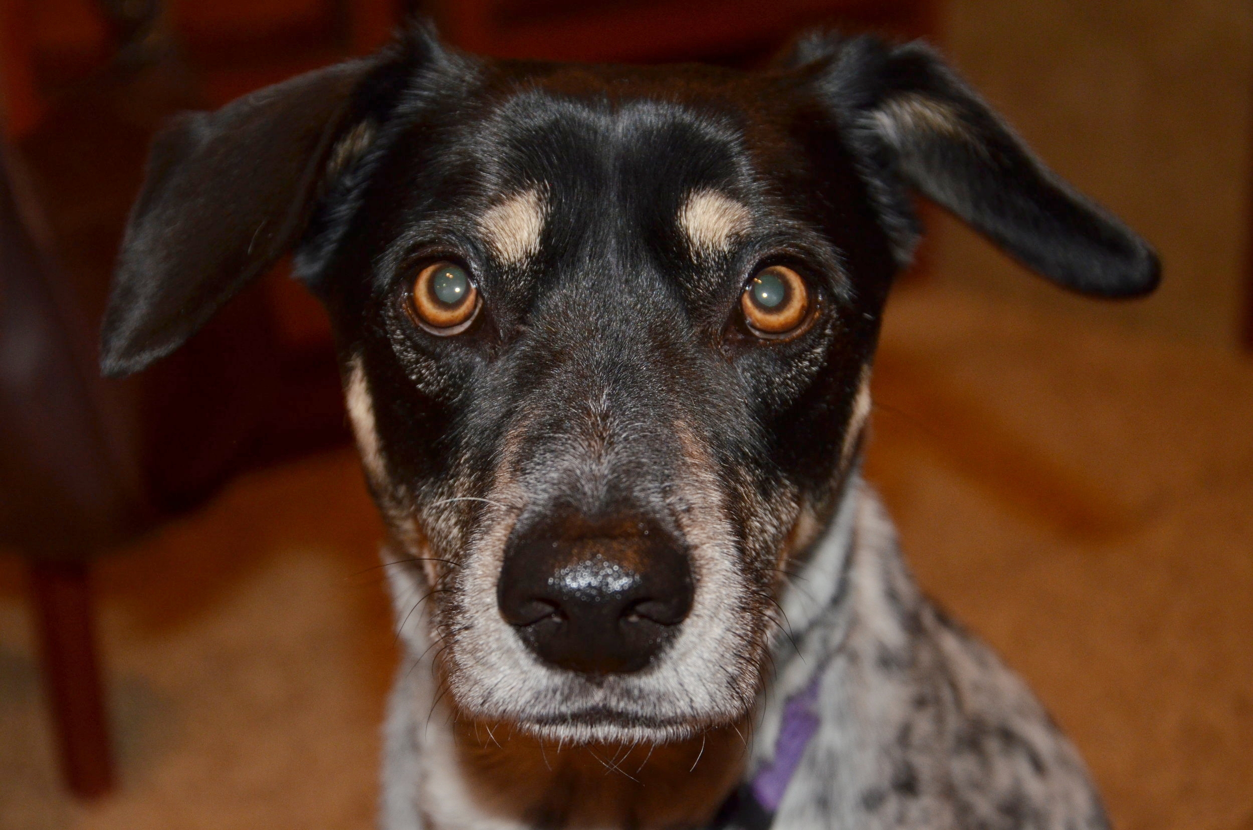  Jack  Our second most senior pup, and lone boy, Jack was rescued in 2006 by the Save a Sato Foundation and brought to Connecticut through DAWS. Jack is enthusiastic about all welcomed visitors, but protective of his family and warm, safe home. Part 