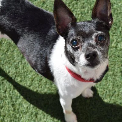 Darnella has been ADOPTED!!!