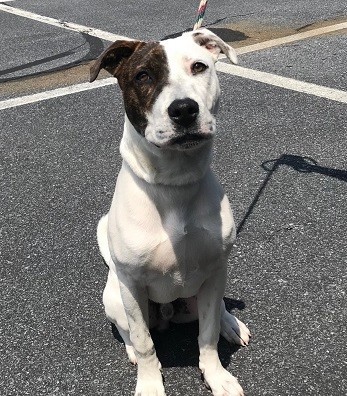 Maverick --  !!ADOPTED!!