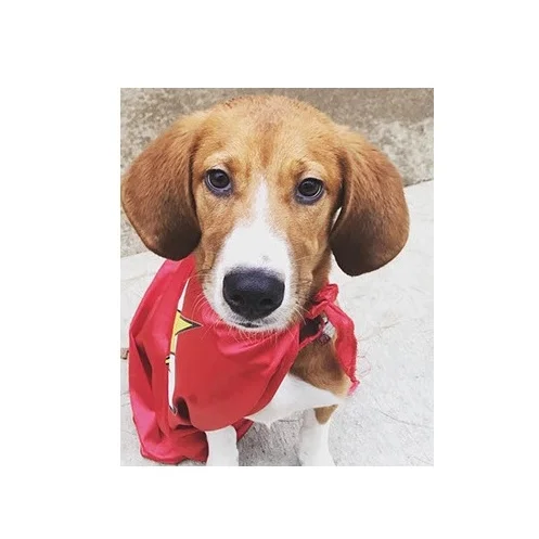 FLASH Has been Adopted!!!