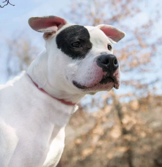 ELMER - ADOPTED!!!!!