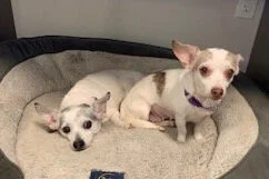 Monkey and Sissy - Adopted together!