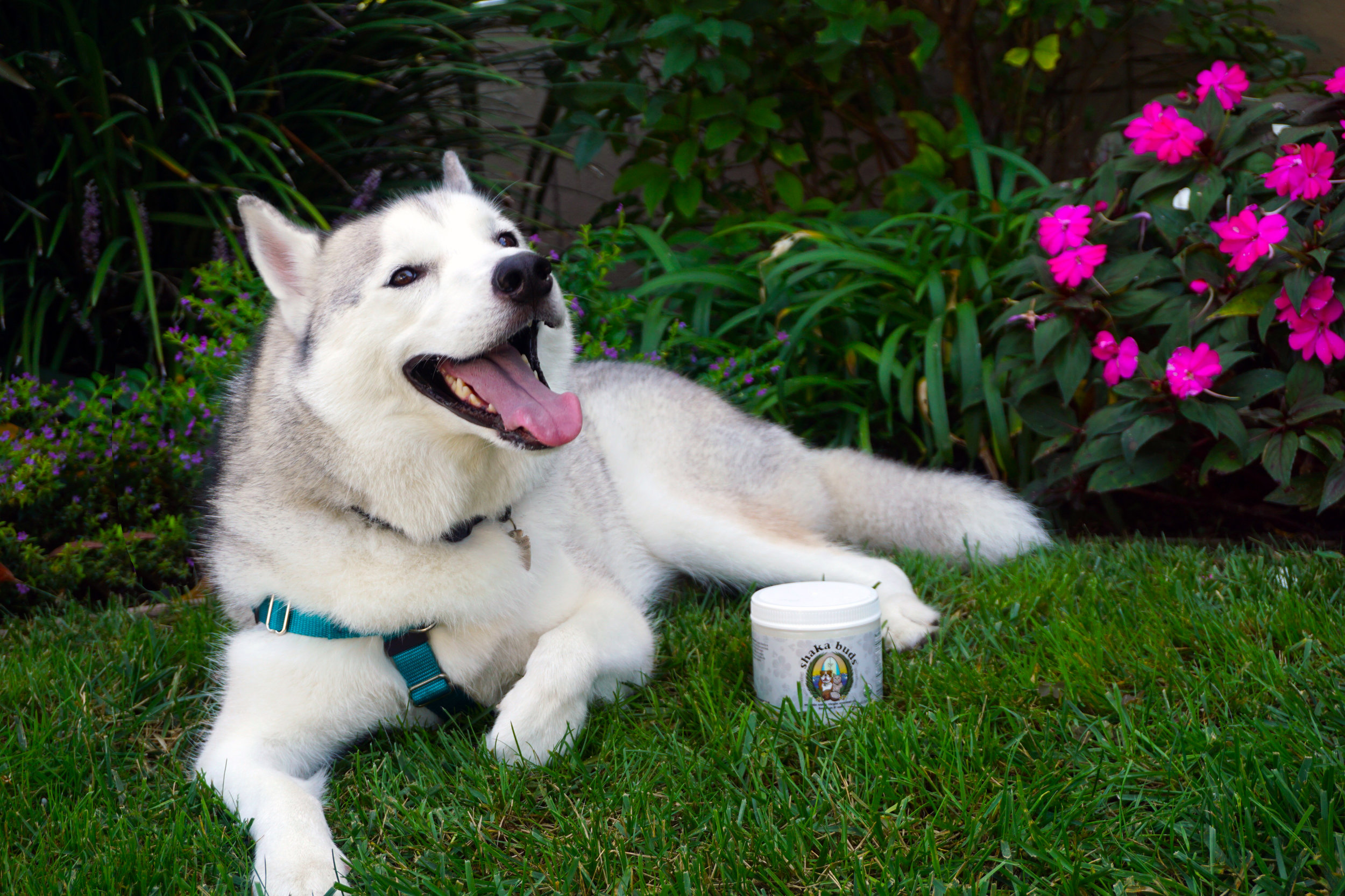 pure dog cold pressed