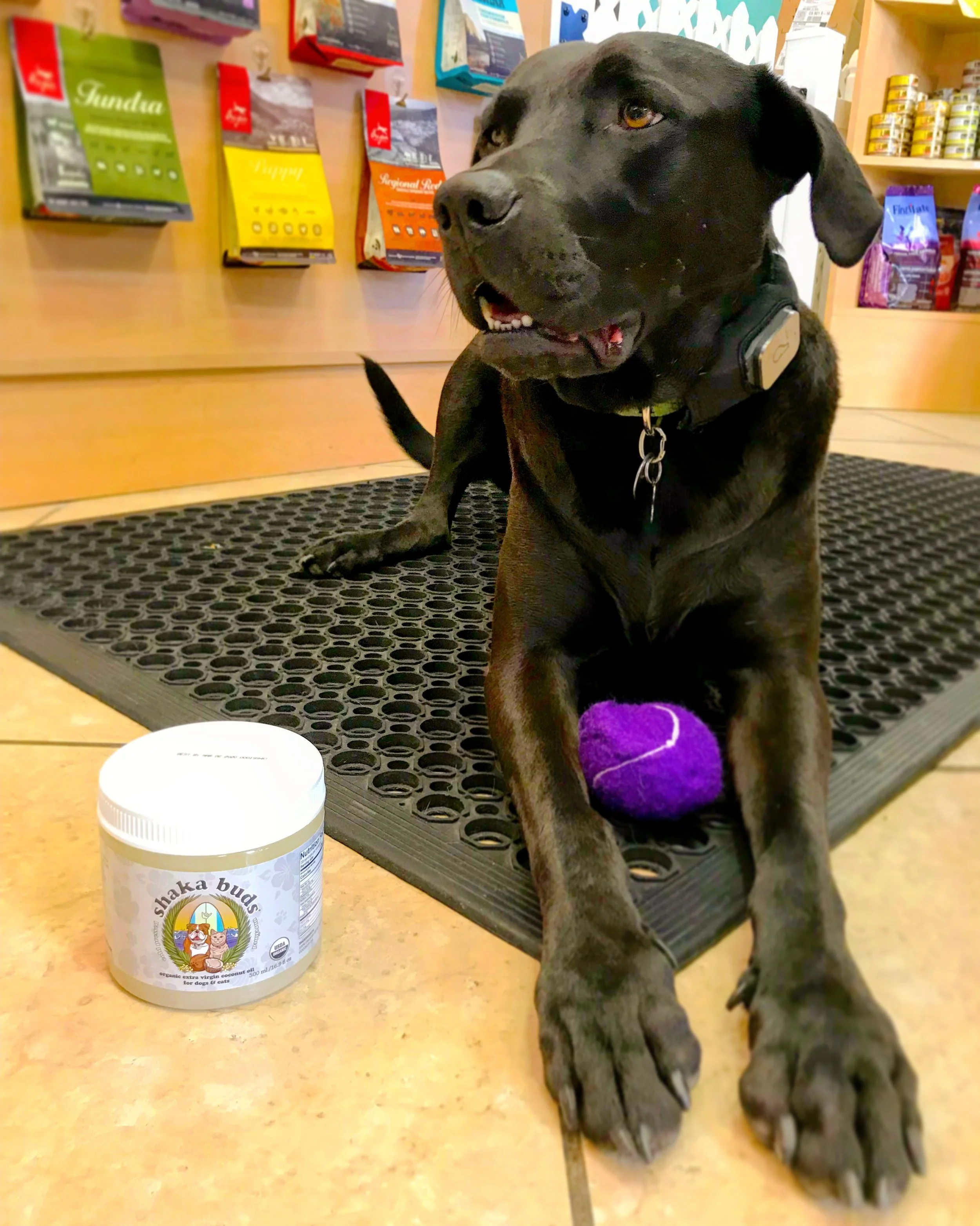 newfoundland dog family