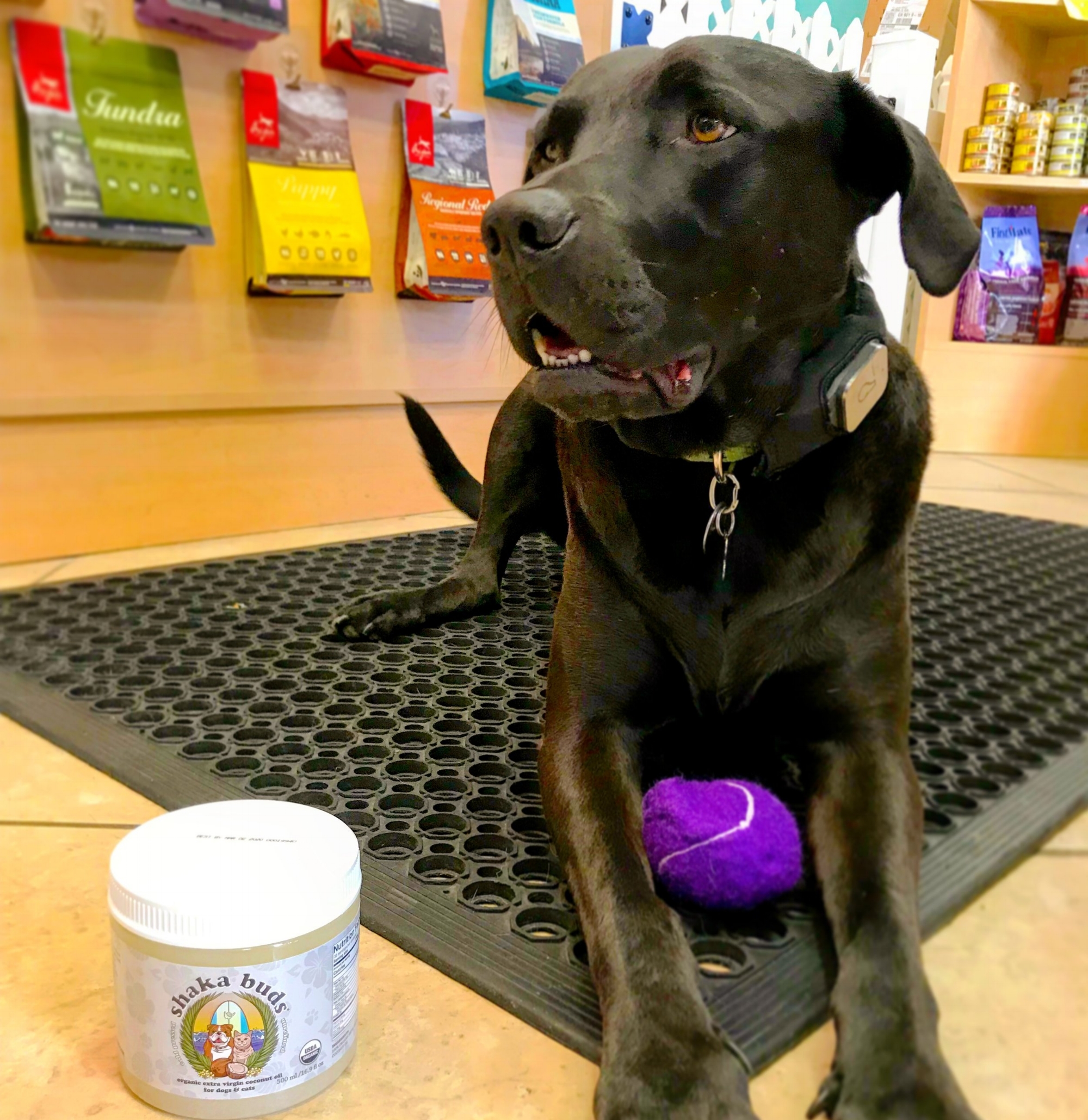 Find Us @ Laurel Street Dog Wash, San Diego