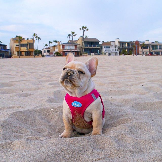 Just living the dream 🌴🥥🐾 ShakaBuds.com .
.
.
#extravirgincoconutoil #organiccoconutoil #igpup #furryfriends #igfrenchies #woof #shakabuds #hangloose #shakabuddies #bff #livingthedream #frenchy #frenchbulldog #beachpup #dogbeach