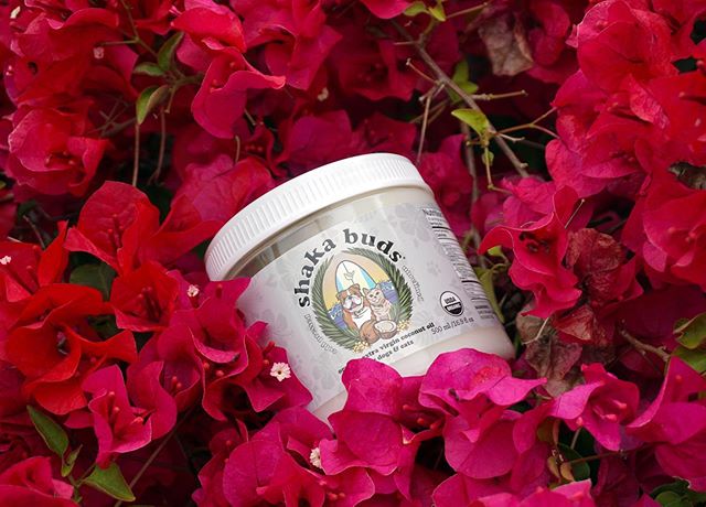 Did you know #ShakaBuds is USDA certified organic? You better believe it! Only the best for your BFF (best furry friend)! Link in bio or find us on Amazon! 🥥🐾🌴🌺
.
.
.
#shaka #shakabuddies #extravirgincoconutoil #organiccoconutoil #igpup #igcat #f