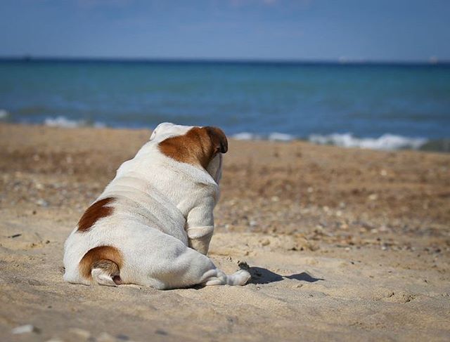 Waiting for the weekend like 🐾 
shakabuds.com 🐾 .
.
.
#extravirgincoconutoil #organiccoconutoil #igpup #furryfriends #beachbody #beachbabes #bulldogsofig #igsocalbulldogs #igbulldogs_socal #englishbulldog #coconutoil #shaka #hangten #hangloose #sha