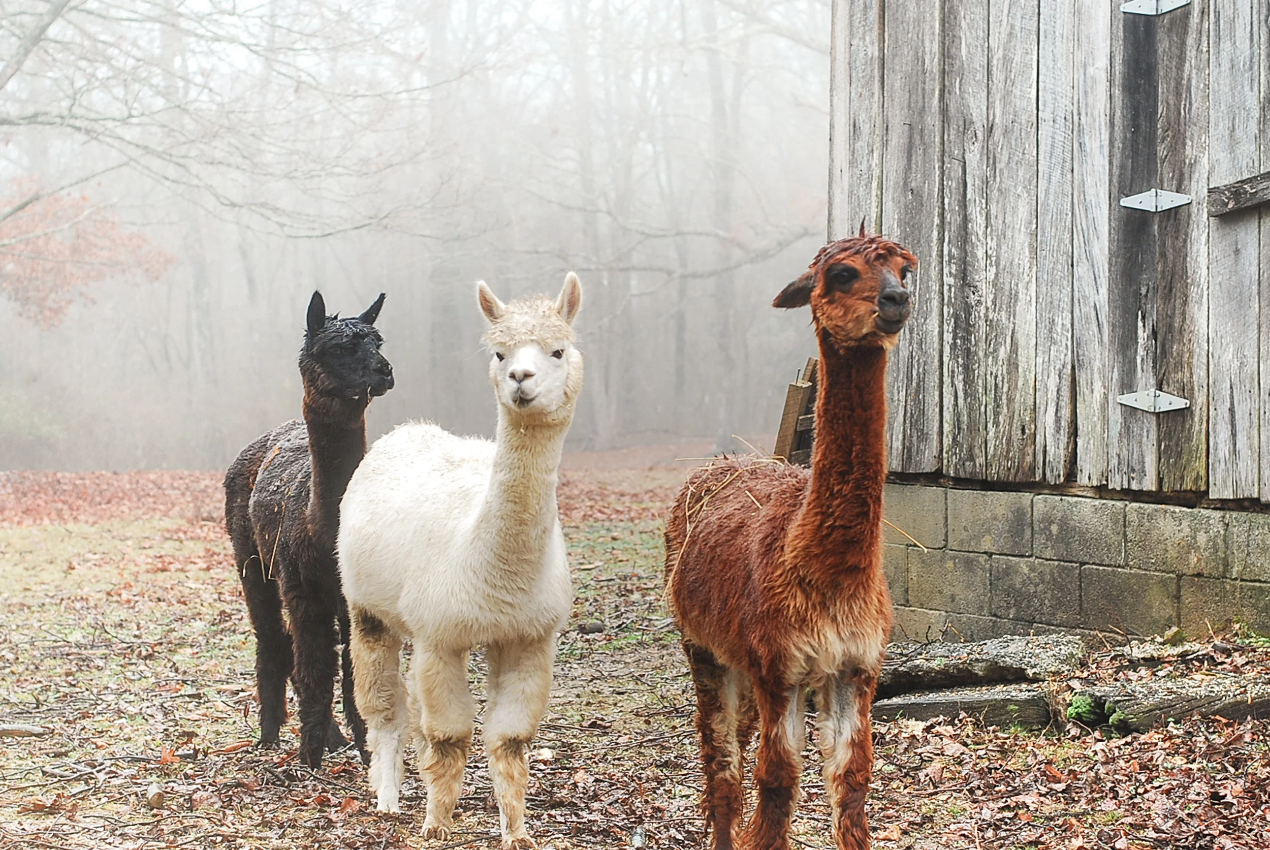 Fiber Farm, Winter 2018