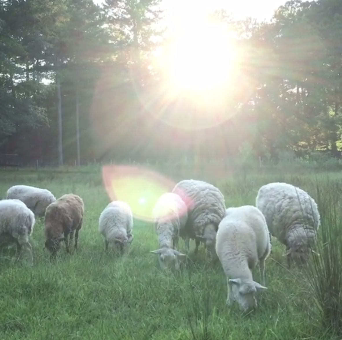 Image Via: Pippinarrow Cottage Farm