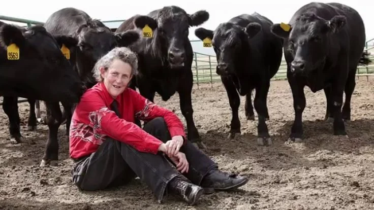 Dr. Temple Grandin sits in a posture surrounded by black cows. She wears a red long-sleeve button down, black jeans, and black riding boots.