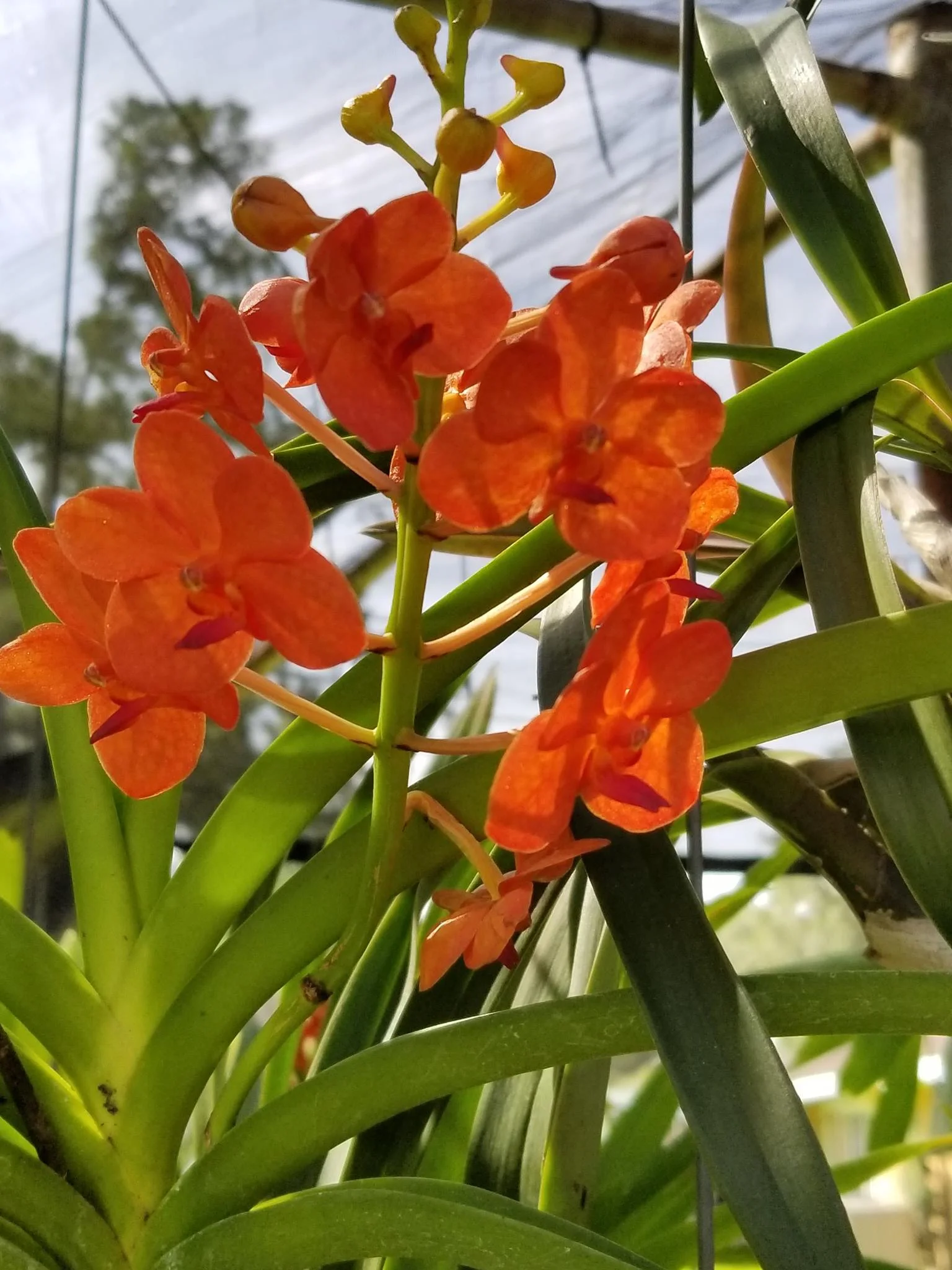 Orchid Society Sale and Show