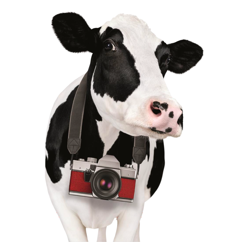 Cow Appreciation Day at Chick-fil-A
