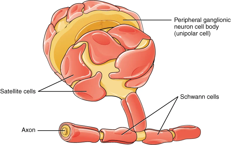 1210_Glial_Cells_of_the_PNS.jpg