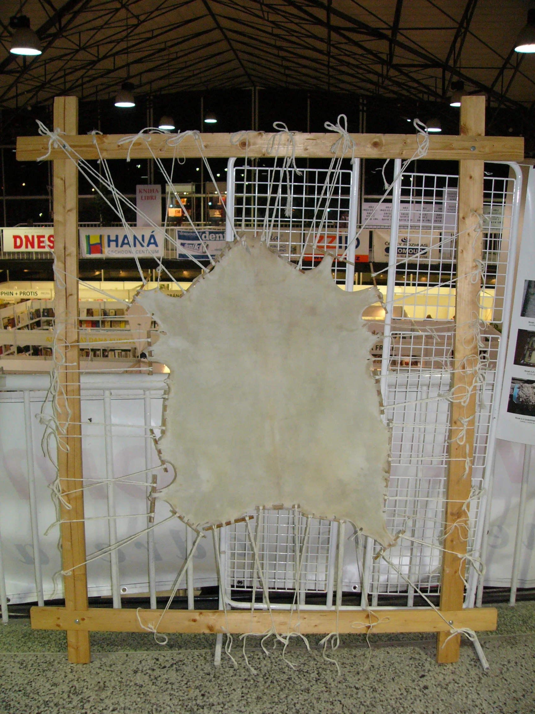 Parchment being prepared from a stretched goatskin
