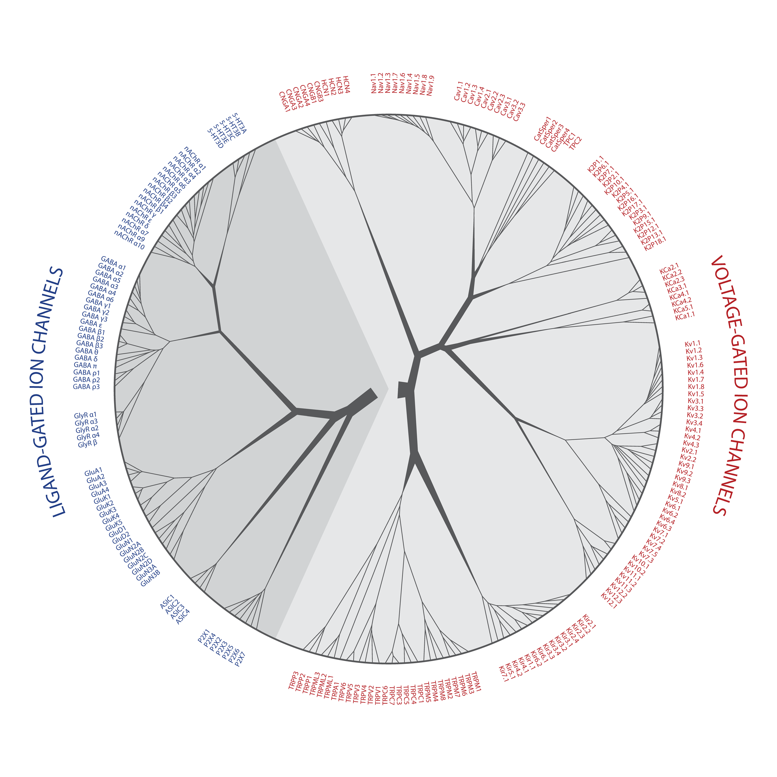 Human ion channel proteins (2012)