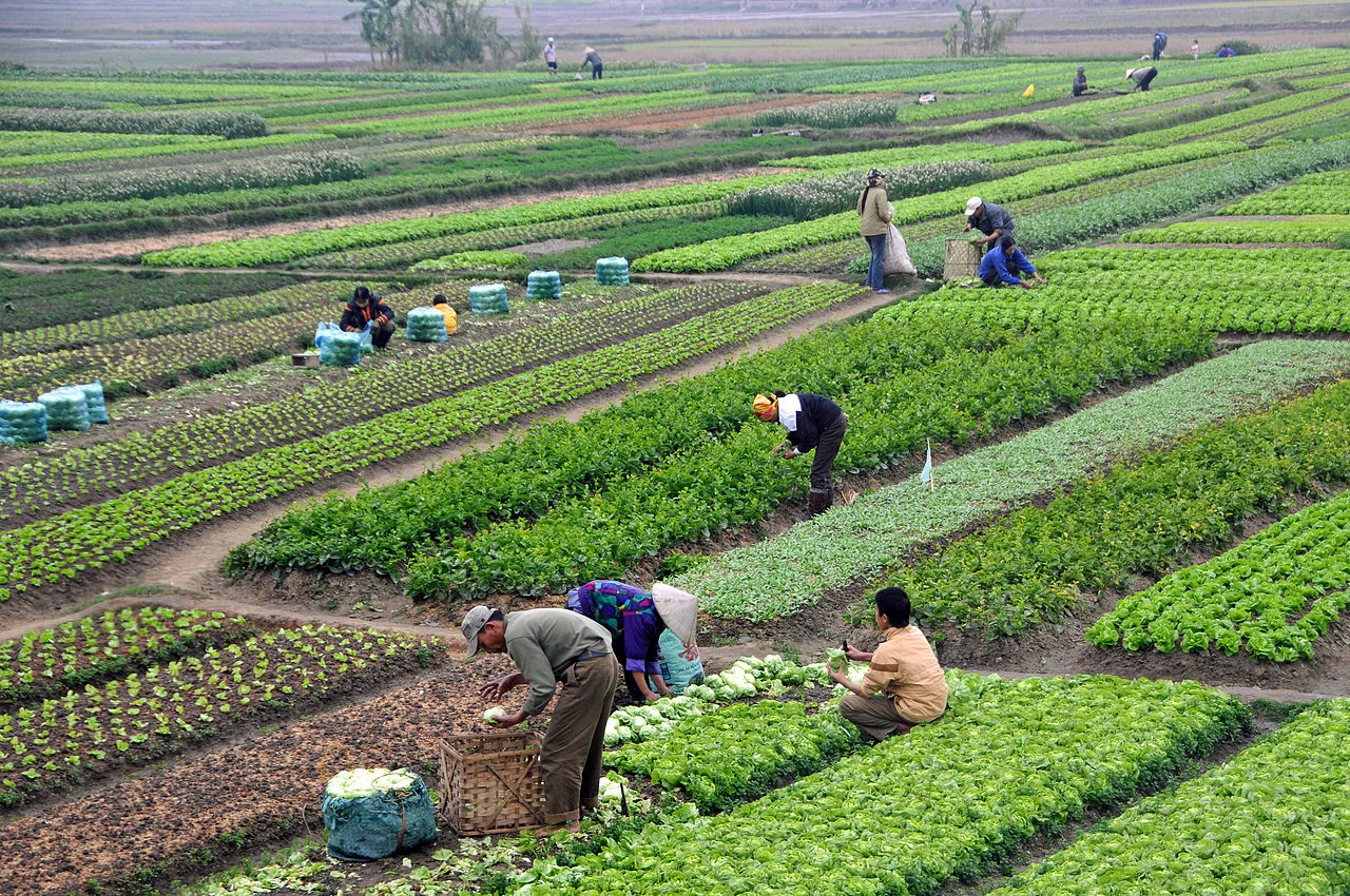 Smallholder farming in Vietnam