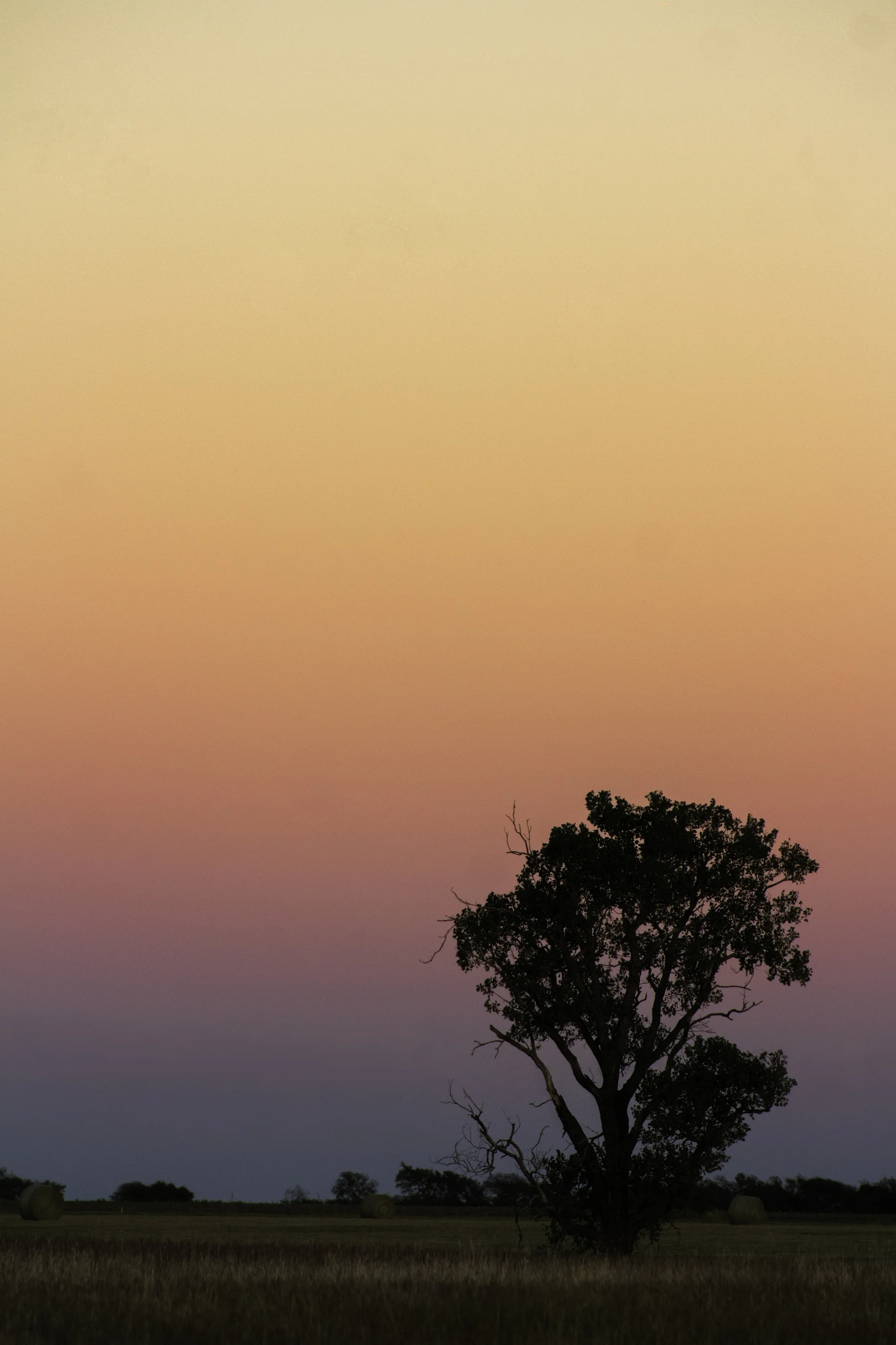 Avery Fretwell_Nature Class_Portait of a Tree-6-1_.jpg
