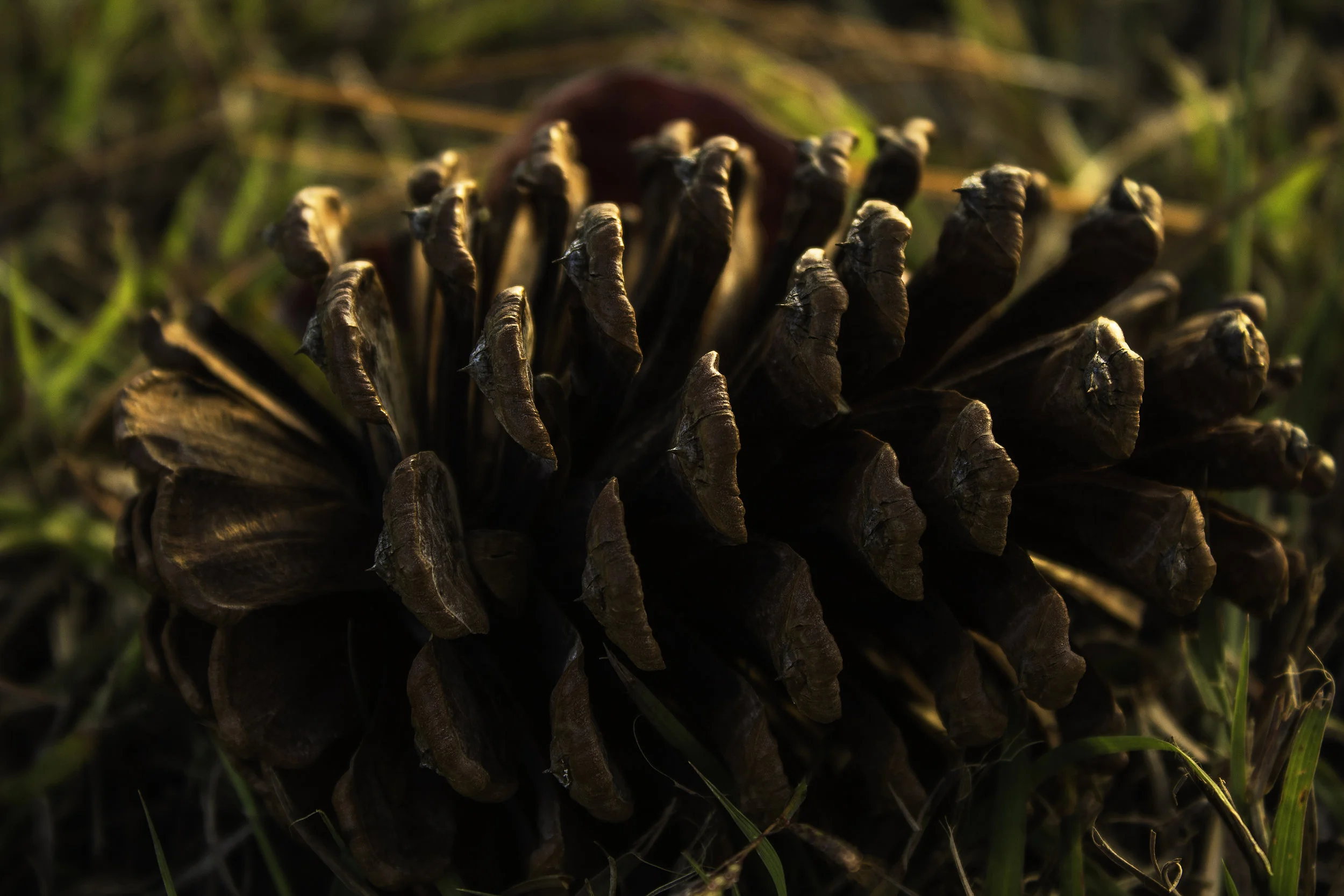 Avery Fretwell_Nature Finals-19-2__1.jpg