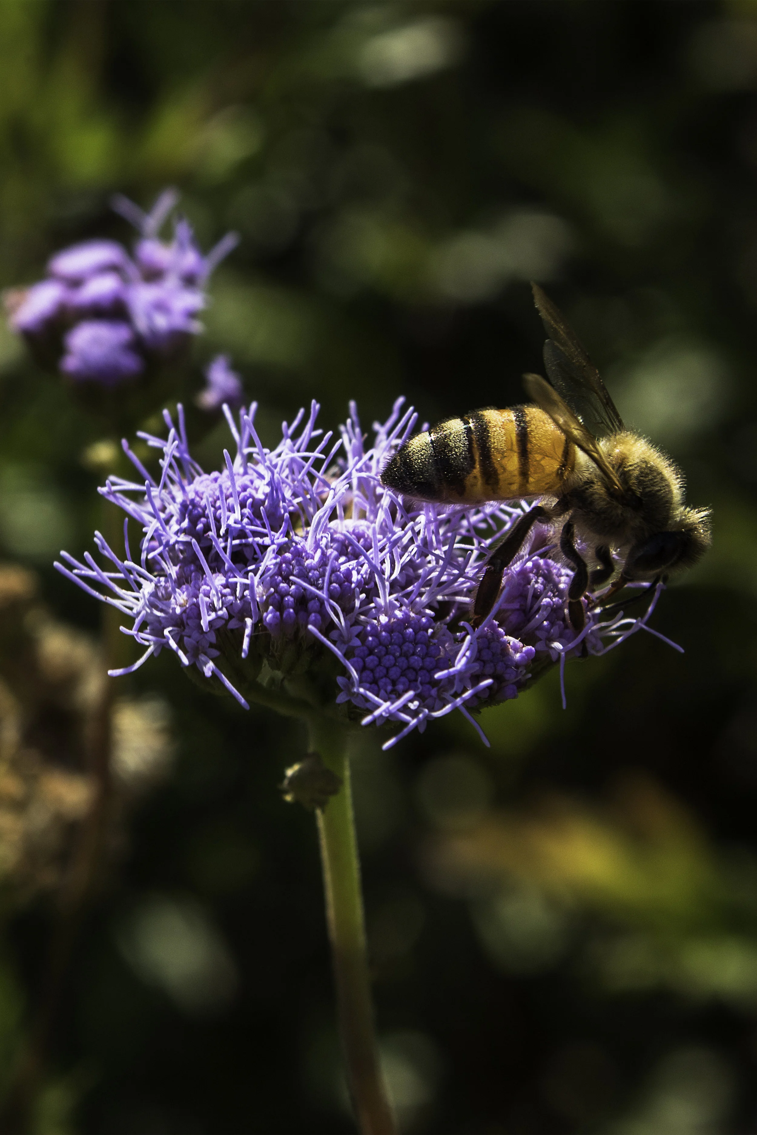AveryFretwell_Nature Class_2-69-1_.jpg