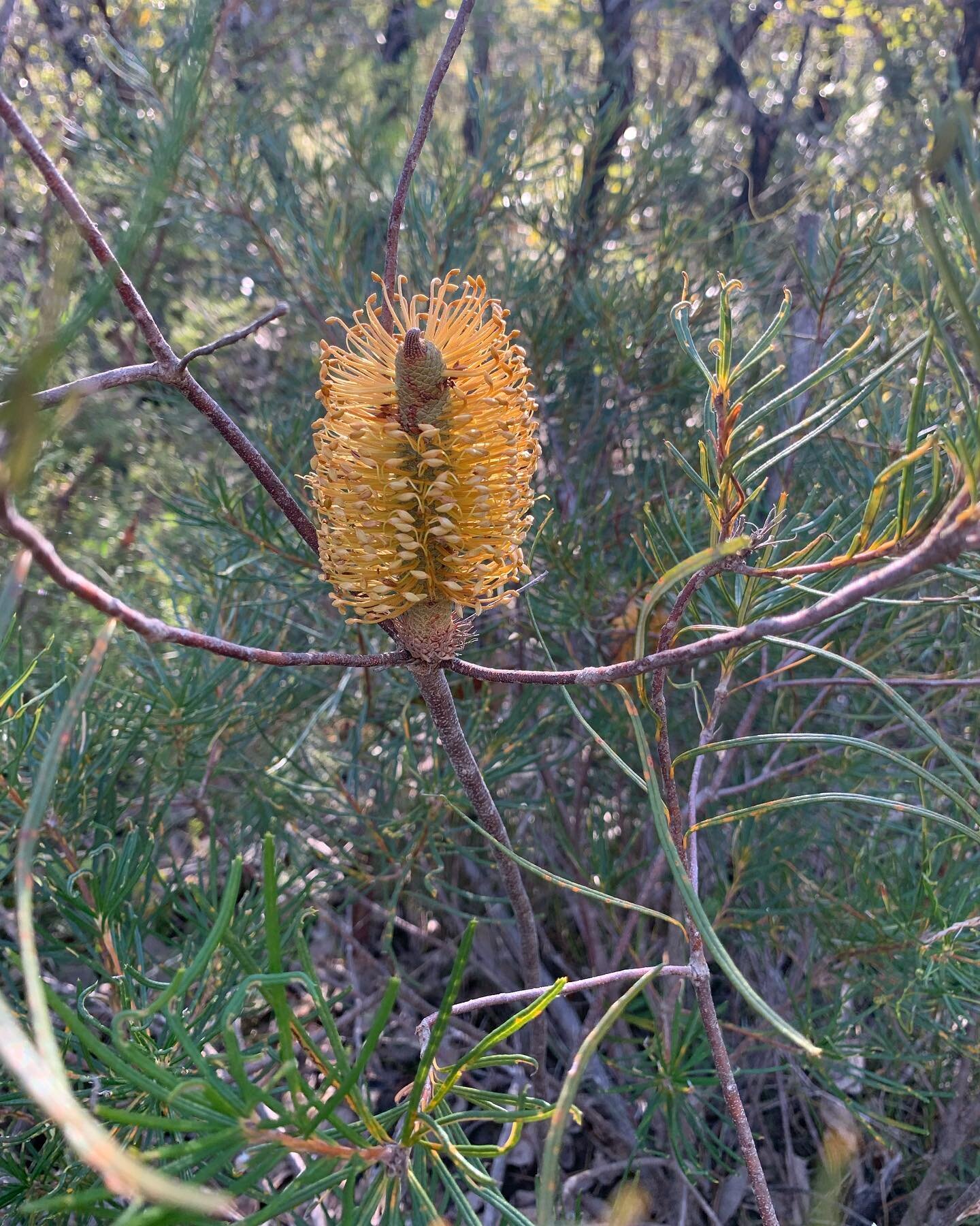 Native and not-so-native flowering plants from bush walk around @swamis.yoga.retreat. #bushwalk #retreat #outdoors #kenthurst #plantgazing #bushwalkingaustralia