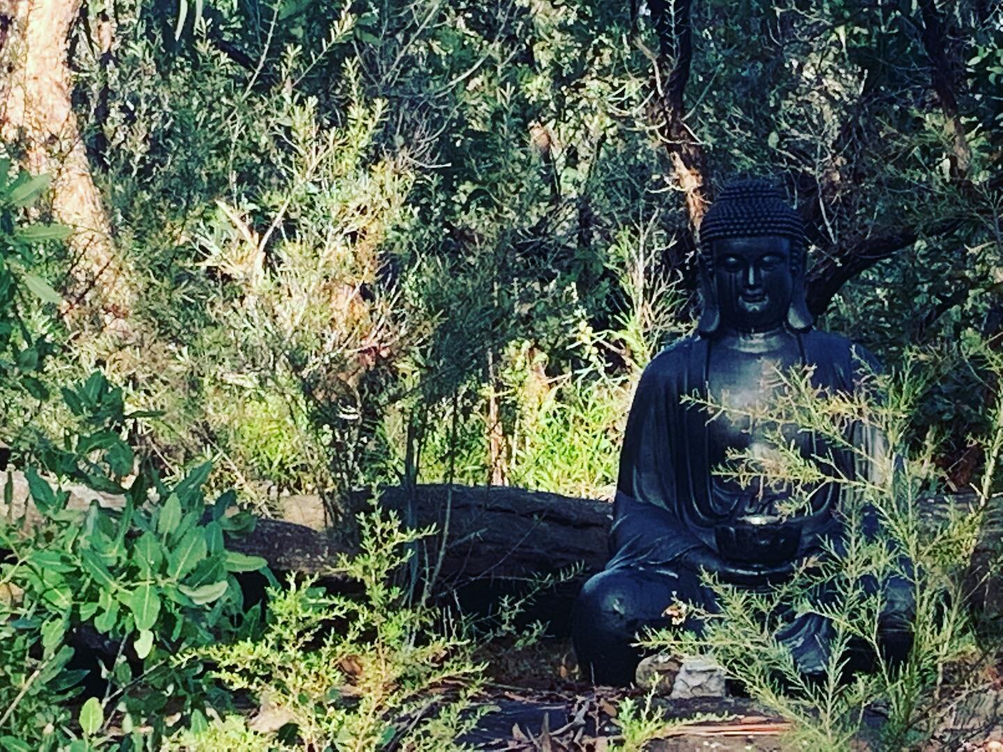 One of my favorite things about teaching at @swamis.yoga.retreat is leading guests on a mindfulness bush walk each morning.  We often see kangaroos!  Pics coming&hellip; but here&rsquo;s a shot of a Buddha statue where we often do some morning stretc