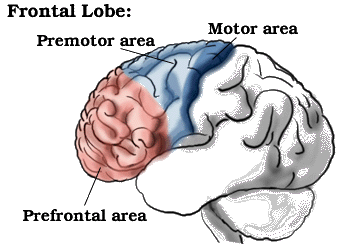 frontallobes.gif