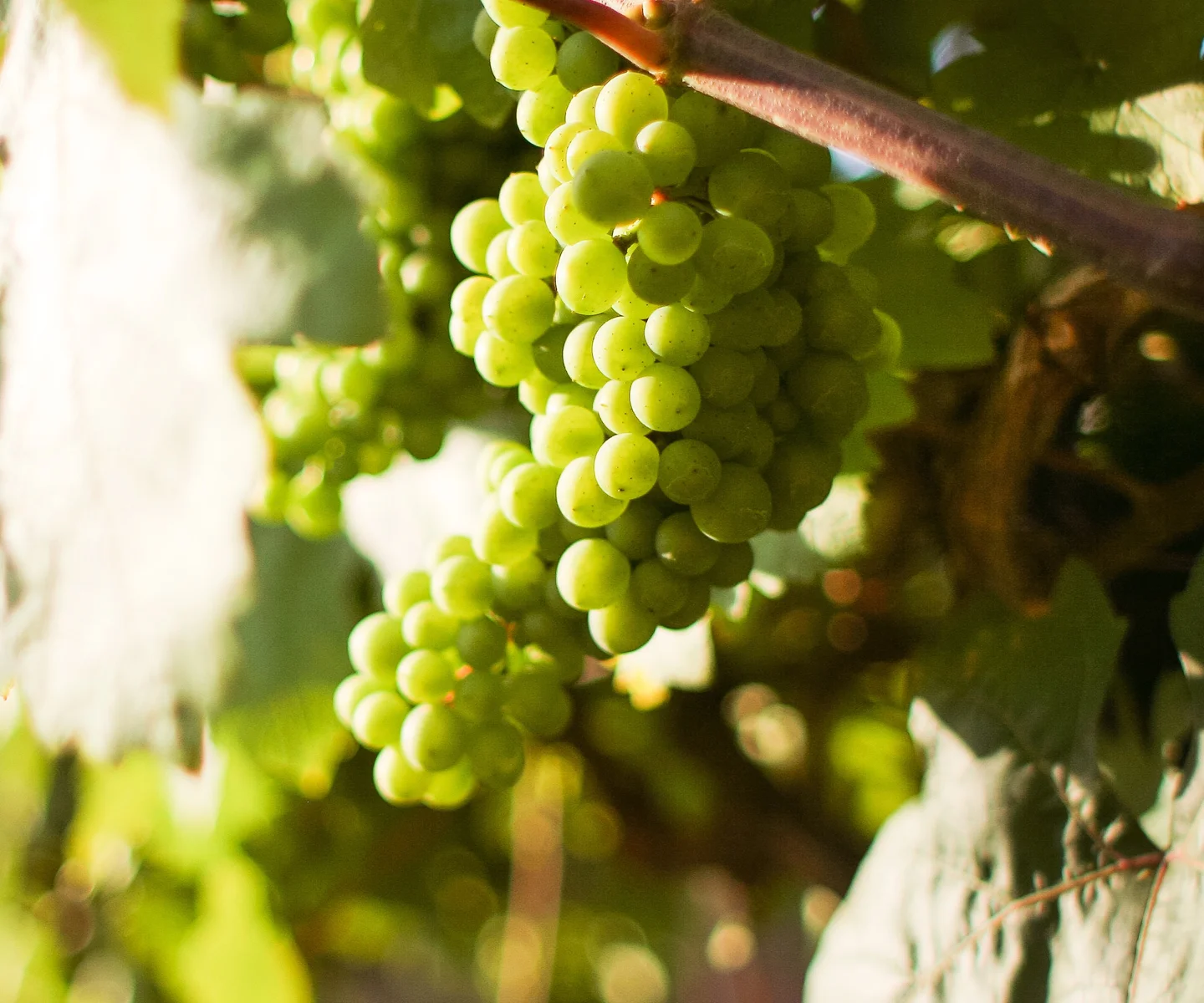 whitegrapes.jpg
