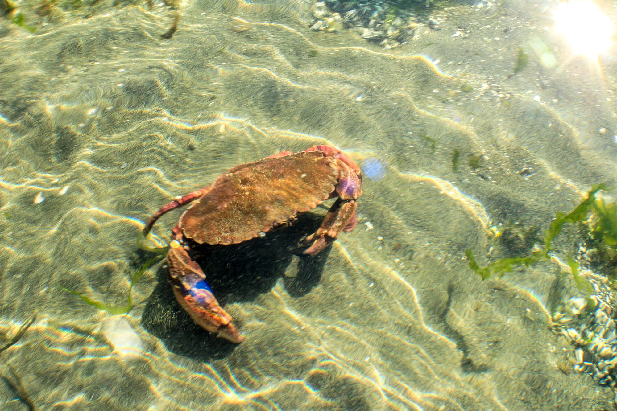 crab.jpg