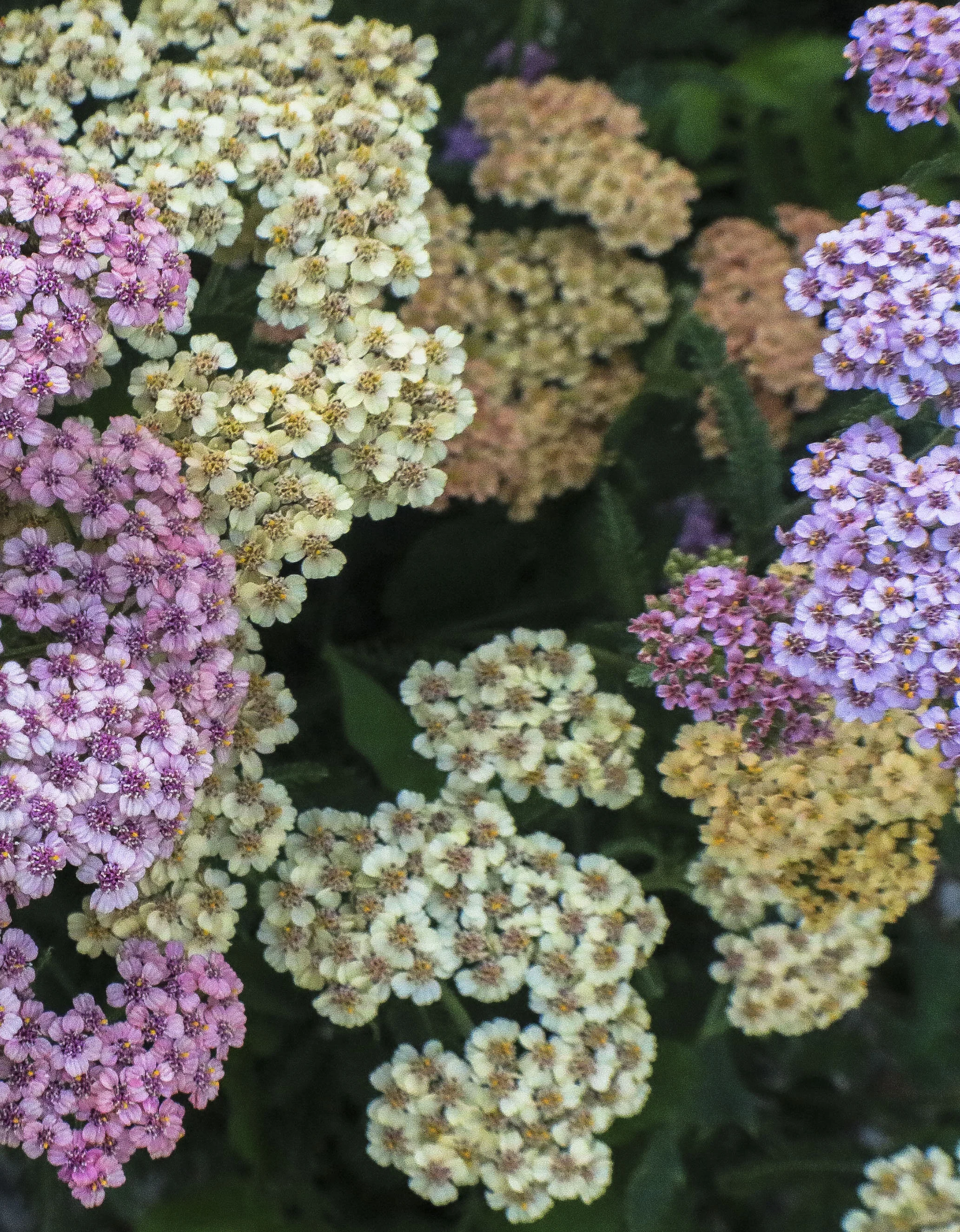 cb flowers2.JPG