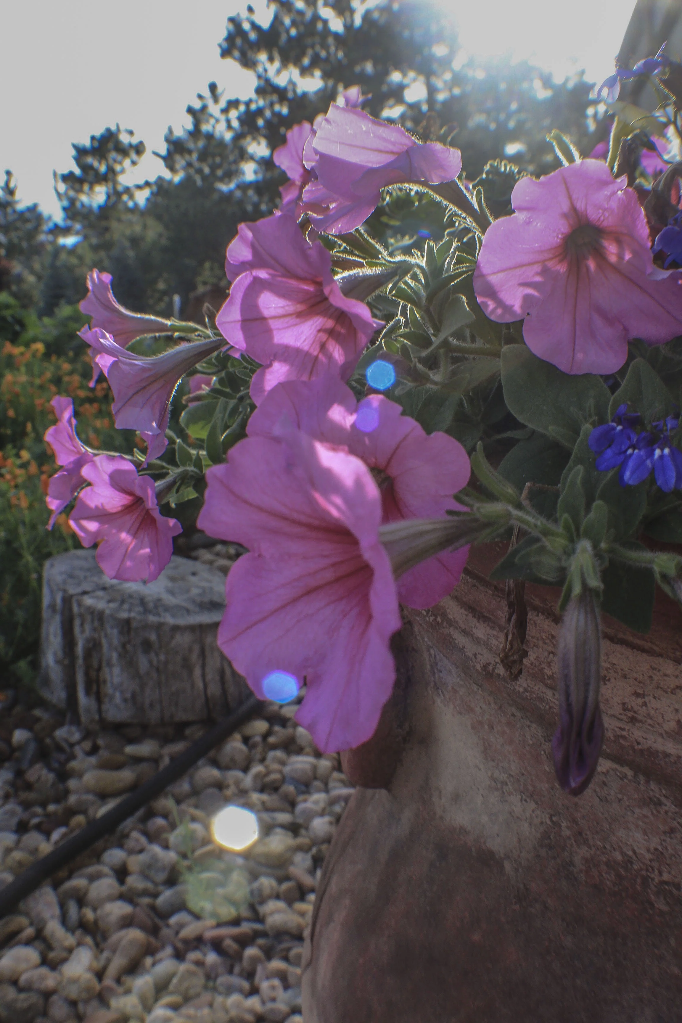 FLOWERS _6.JPG